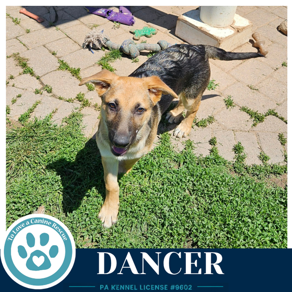 Dancer (The Triple D's) 050926