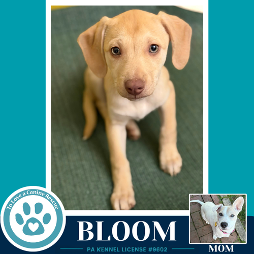 Bloom (Bonny's Bright Side Bunch) 050926, an adoptable Labrador Retriever in Kimberton, PA