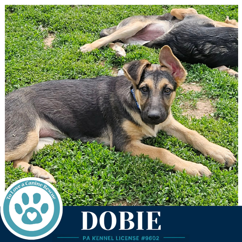 Dobie (The Triple D's) 050926, an adoptable German Shepherd Dog in Kimberton, PA