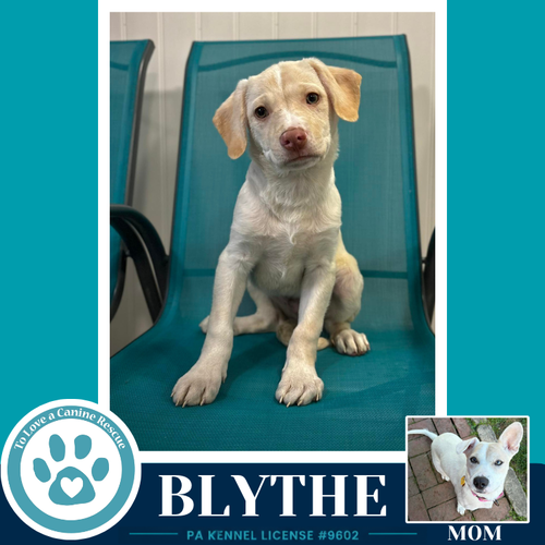 Blythe (Bonny's Bright Side Bunch) 050926, an adoptable Labrador Retriever in Kimberton, PA