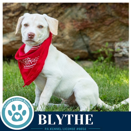 Blythe (Bonny's Bright Side Bunch) 050926, an adoptable Labrador Retriever in Kimberton, PA