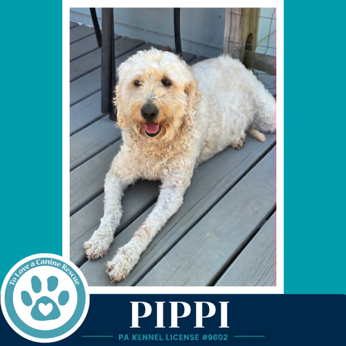 Pippi 050926, an adoptable Labrador Retriever in Kimberton, PA