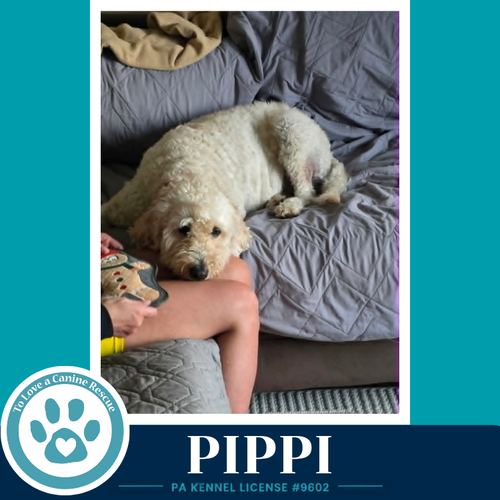 Pippi 050926, photo 2