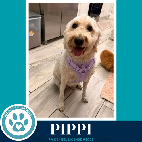 Pippi 050926, photo 3