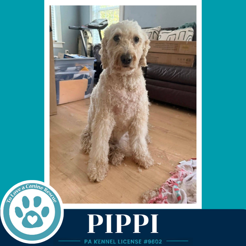 Pippi 050926, photo 4
