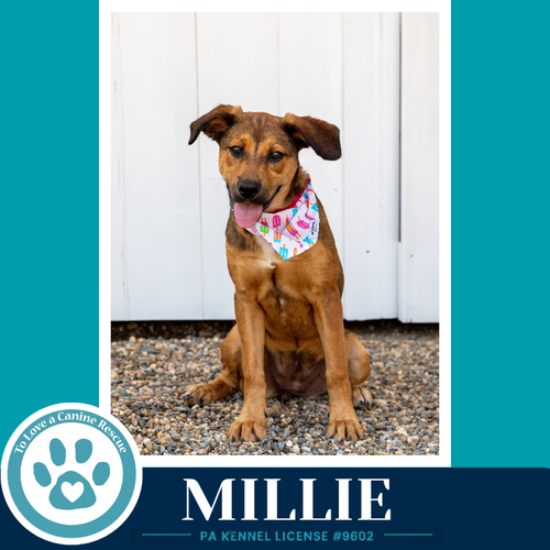 Millie 050926, an adoptable Shepherd in Kimberton, PA