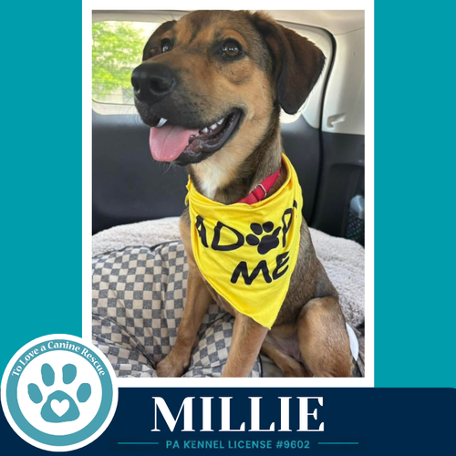 Millie 050926, an adoptable Shepherd in Kimberton, PA