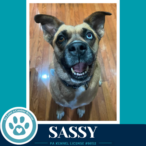 Sassy 050226, an adoptable Shepherd in Kimberton, PA