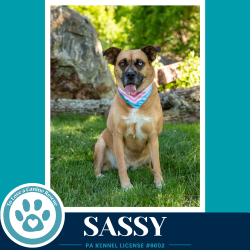 Sassy 050226, an adoptable Shepherd in Kimberton, PA