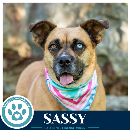 SASSY 050226 - Shepherd / Boxer available for adoption