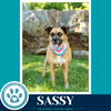 Sassy 050226 - Photo 3