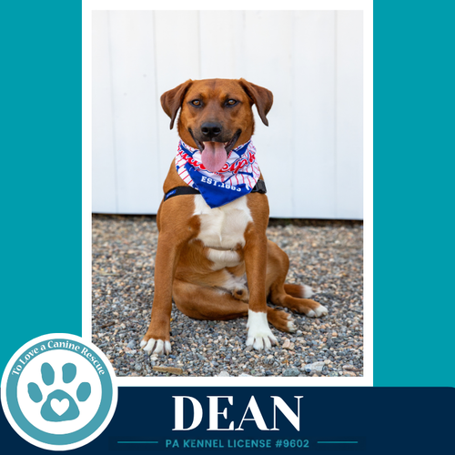 Dean 032126, an adoptable Labrador Retriever in Kimberton, PA
