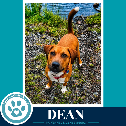 Dean 032126, an adoptable Labrador Retriever in Kimberton, PA