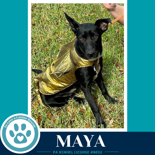 Maya 051626, an adoptable Labrador Retriever in Kimberton, PA