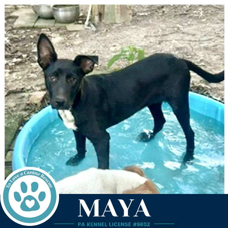 Maya 051626