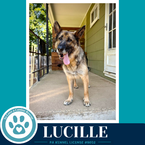 Lucille 051626, an adoptable German Shepherd Dog in Kimberton, PA