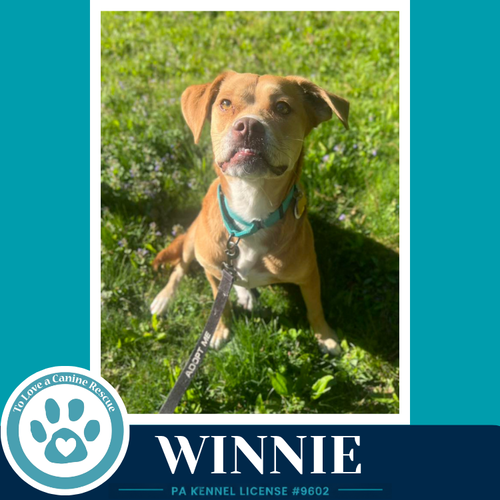 Winnie 051626, an adoptable American Pit Bull Terrier in Kimberton, PA