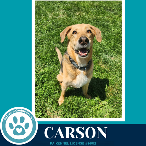 Carson FKA Bozo, an adoptable Shepherd in Kimberton, PA