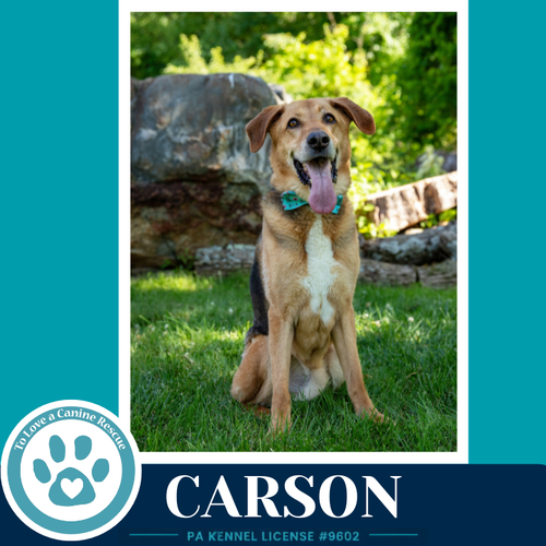 Carson FKA Bozo, an adoptable Shepherd in Kimberton, PA