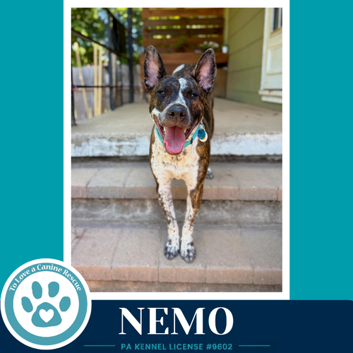 Nemo (Ocean Explorers) 110825, an adoptable Cattle Dog in Kimberton, PA
