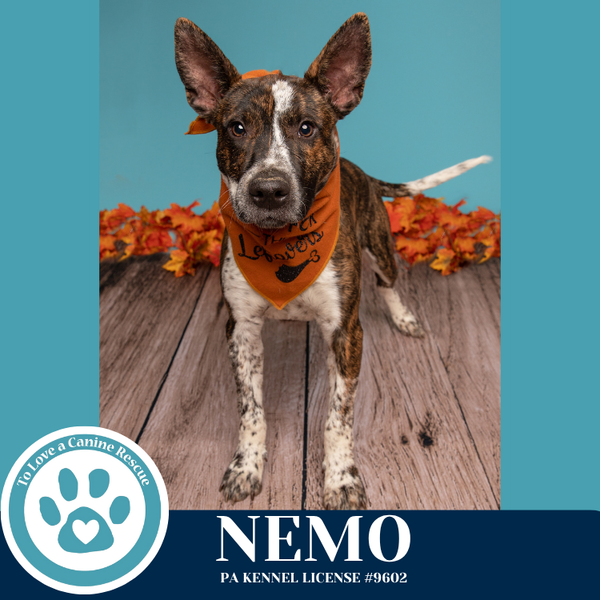 Nemo (Ocean Explorers) 110825