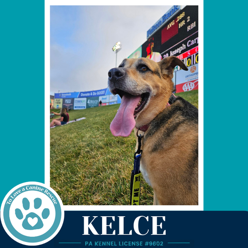 Kelce 052426, an adoptable Shepherd in Kimberton, PA