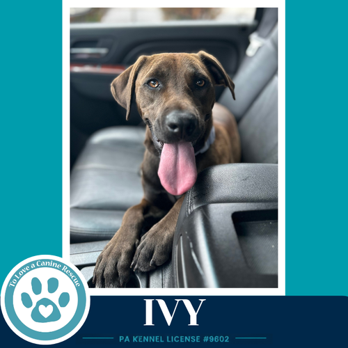 Ivy (Rustic Roots) 101125