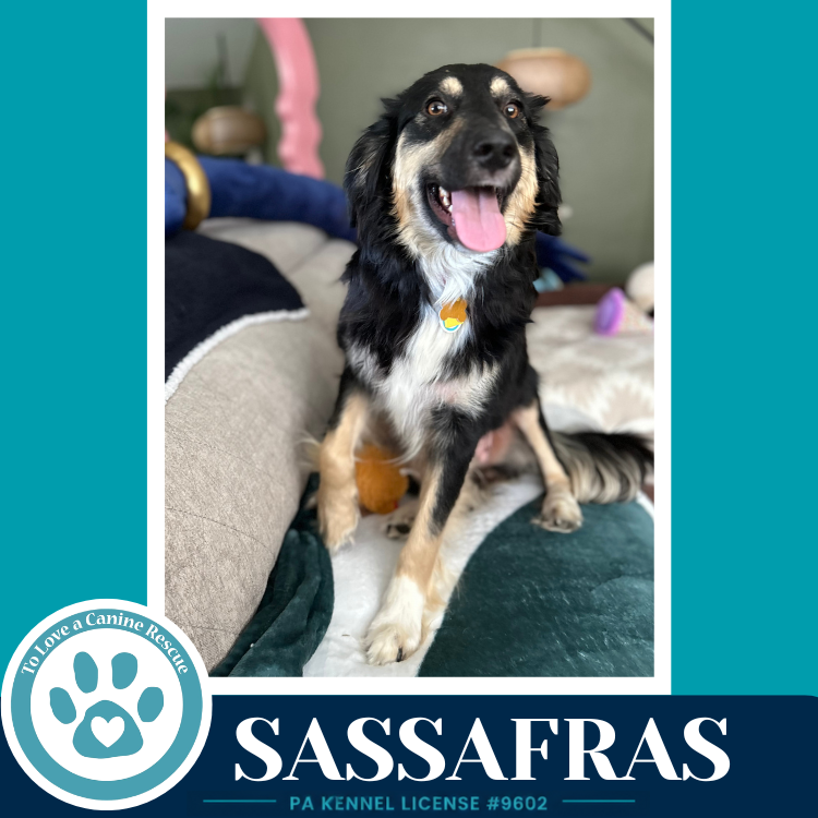 Sassafras (English Darlings) 053026