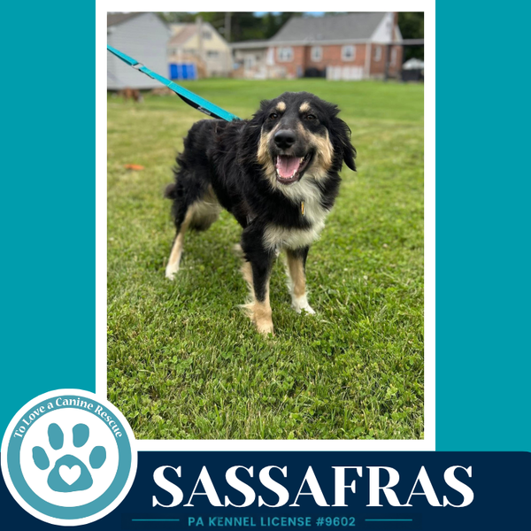 Sassafras (English Darlings) 053026