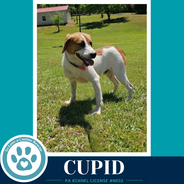 Cupid 053026