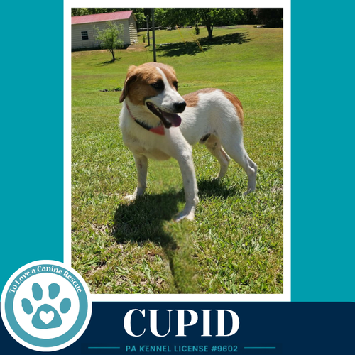 Cupid 053026