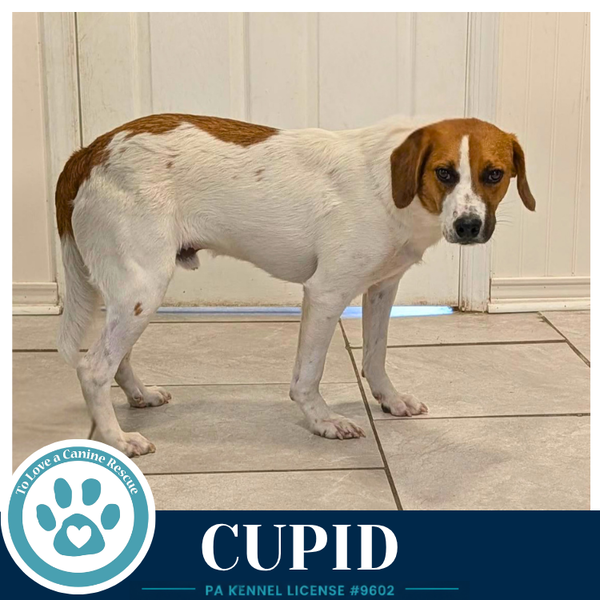 Cupid 053026