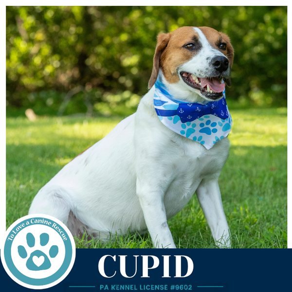 Cupid 053026