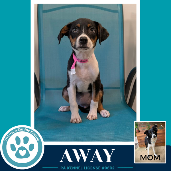 Away (Rosie's Wranglers) 053026