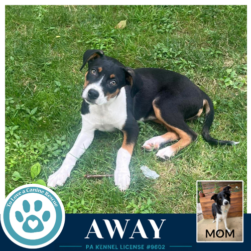 Away (Rosie's Wranglers) 053026, an adoptable Border Collie in Kimberton, PA