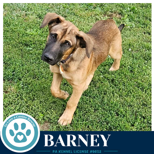 Barney 053026, an adoptable Shepherd in Kimberton, PA