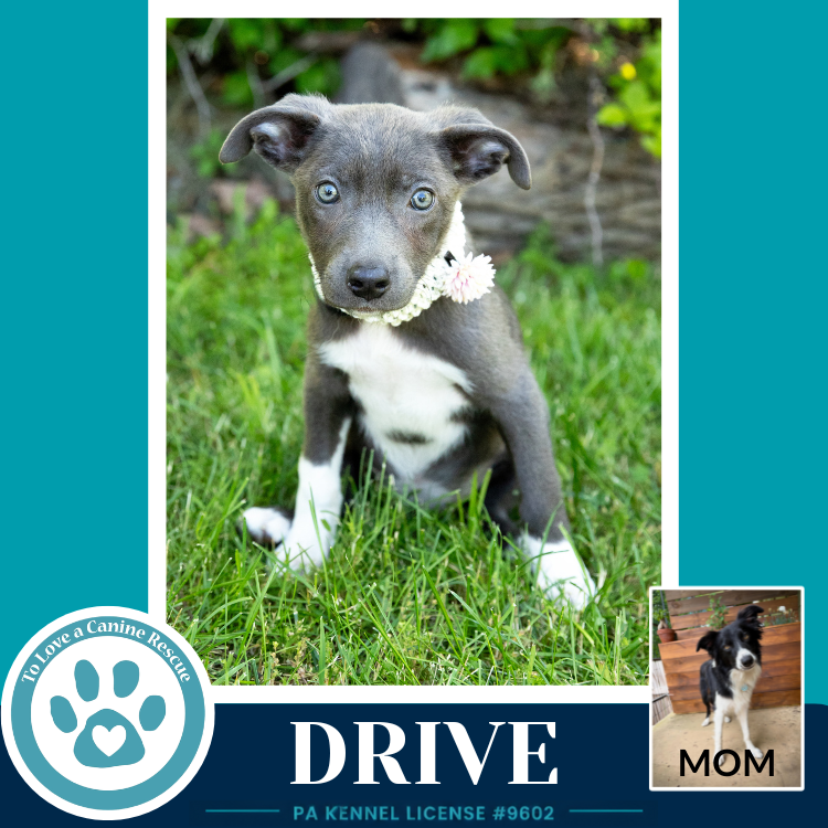 Drive (Rosie's Wranglers) 053026
