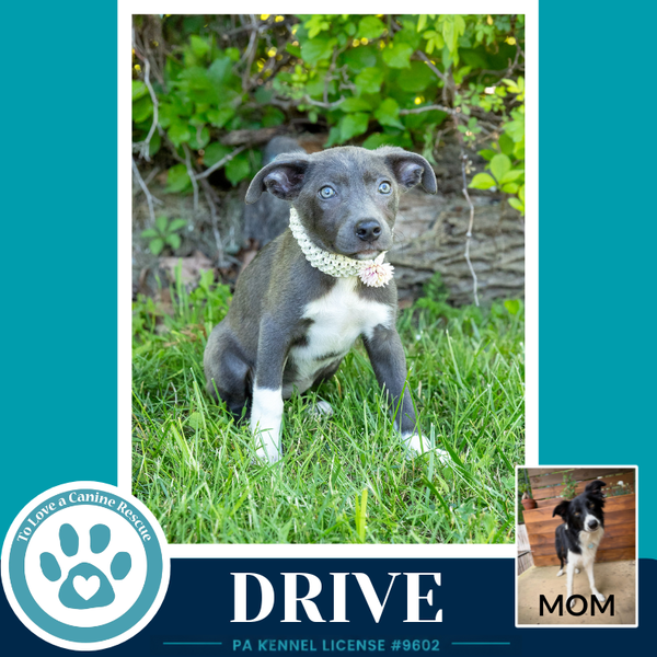 Drive (Rosie's Wranglers) 053026