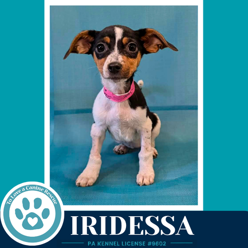 Iridessa (Pixie Pack) 053026
