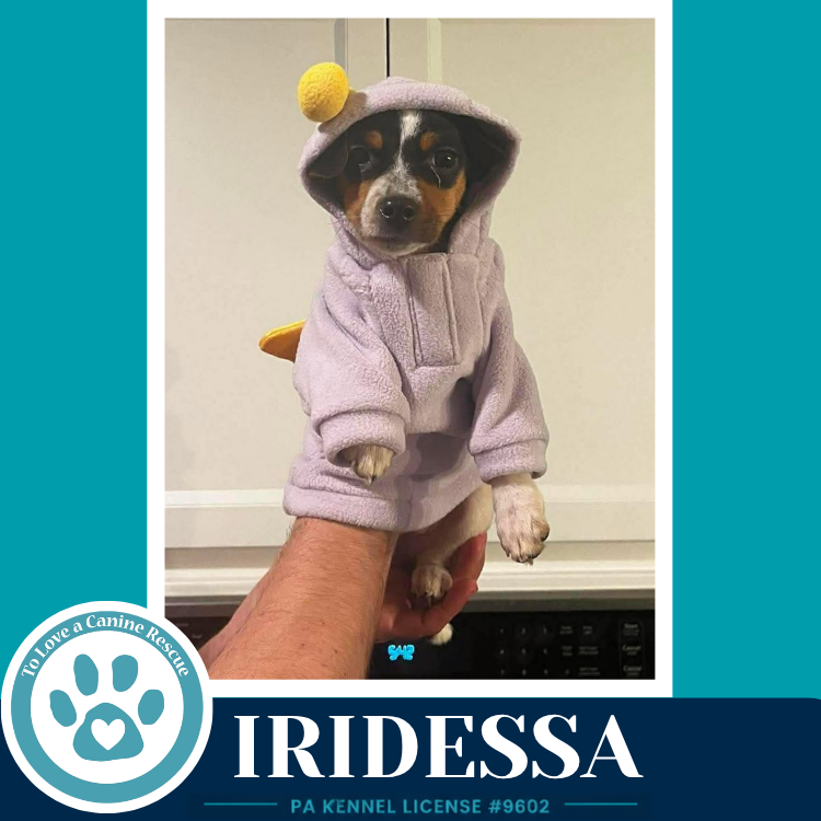 Iridessa (Pixie Pack) 053026