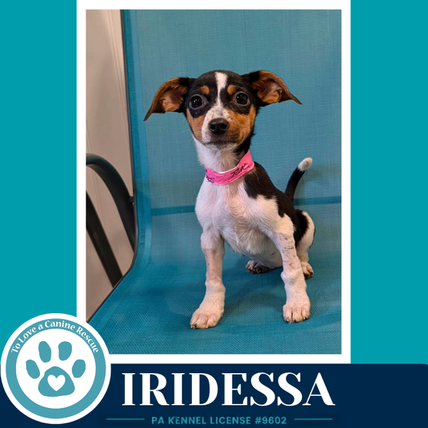 Iridessa (Pixie Pack) 053026
