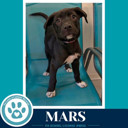 Mars (Xena's Planetary Pups) 053026