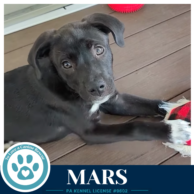 Mars (Xena's Planetary Pups) 053026