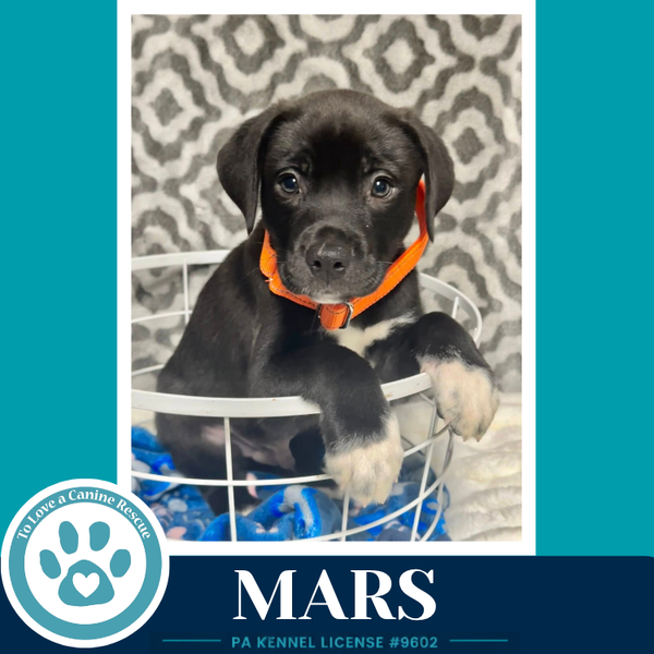 Mars (Xena's Planetary Pups) 053026
