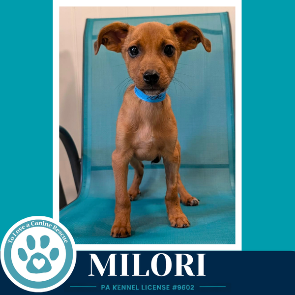 Milori (Pixie Pack) 053026