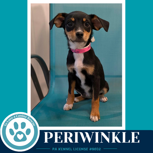 Periwinkle (Pixie Pack) 053026