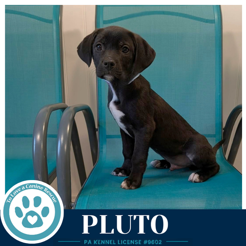 Pluto (Xena's Planetary Pups) 053026