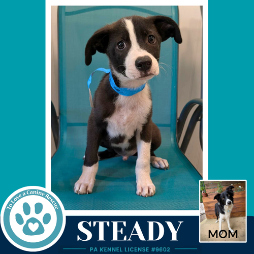 Steady (Rosie's Wranglers) 053026