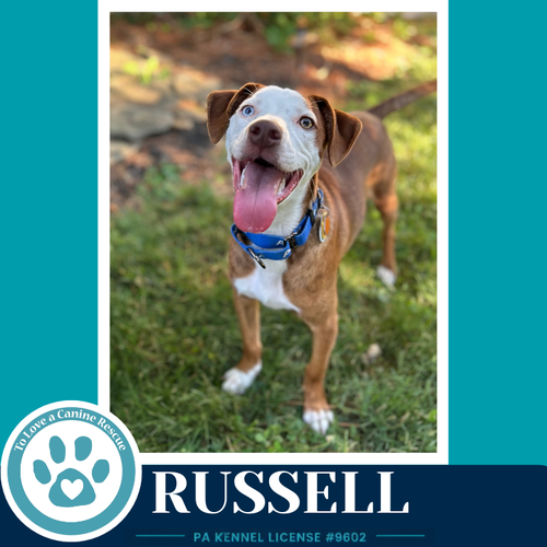 Russell 053026, an adoptable Pit Bull Terrier in Kimberton, PA