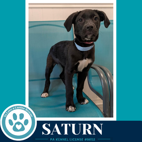 Saturn (Xena's Planetary Pups) 053026